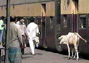 [写真]駅の構内を散歩する牛