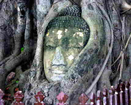 菩提樹の根に包まれた仏像の頭部